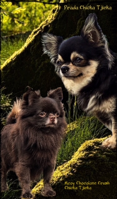 pup